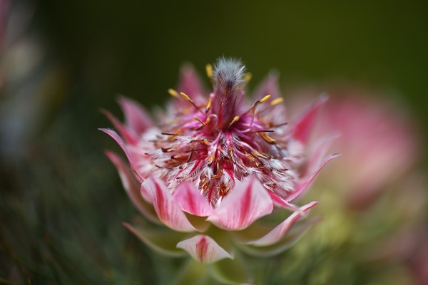 Small And Pink Protea by Joy Watson